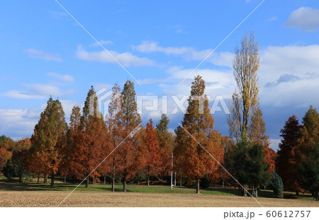 メタセコイヤ:紅葉:山田池公園:芝生の丘 メタセコイヤ:紅葉:山田池公園:芝生の丘 60612757