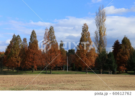 メタセコイヤ&ポプラ:紅葉:山田池公園:芝生の丘 メタセコイヤ&ポプラ:紅葉:山田池公園:芝生の丘 60612762