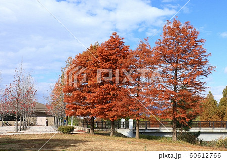 メタセコイヤ&ポプラ:紅葉:山田池公園:芝生の丘 メタセコイヤ&ポプラ:紅葉:山田池公園:芝生の丘 60612766