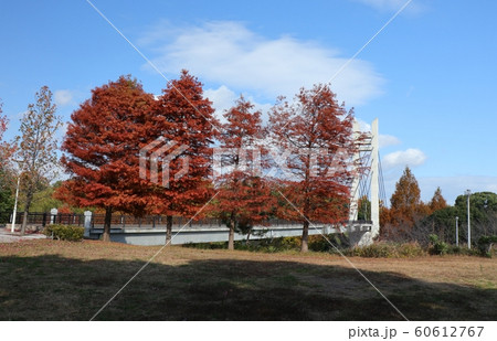 メタセコイヤ＆ポプラ：紅葉：山田池公園：芝生の丘 60612767