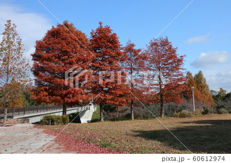 メタセコイヤ:紅葉:山田池公園:芝生の丘 メタセコイヤ:紅葉:山田池公園:芝生の丘 60612974
