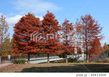 メタセコイヤ：紅葉：山田池公園：芝生の丘 60613006