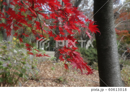 もみじ:紅葉:山田池公園:もみじ谷 もみじ:紅葉:山田池公園:もみじ谷 60613018