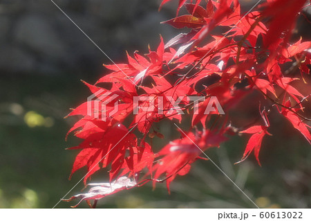 もみじ：紅葉：山田池公園：もみじ谷 60613022