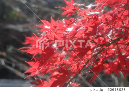もみじ:紅葉:山田池公園:もみじ谷 もみじ:紅葉:山田池公園:もみじ谷 60613023