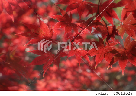 もみじ：紅葉：山田池公園：もみじ谷 60613025