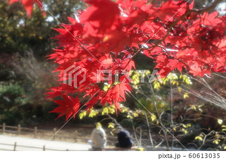 もみじ:紅葉:山田池公園:もみじ谷 もみじ:紅葉:山田池公園:もみじ谷 60613035
