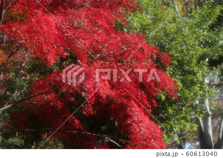 もみじ:紅葉:山田池公園:もみじ谷 もみじ:紅葉:山田池公園:もみじ谷 60613040
