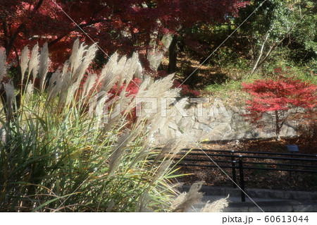 パンパグラスの穂:紅葉:山田池公園:もみじ谷 パンパグラスの穂:紅葉:山田池公園:もみじ谷 60613044