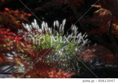 パンパグラスの穂:紅葉:山田池公園:もみじ谷 パンパグラスの穂:紅葉:山田池公園:もみじ谷 60613047