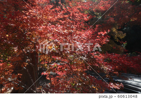 ドウダンツツジ:紅葉:山田池公園:もみじ谷 ドウダンツツジ:紅葉:山田池公園:もみじ谷 60613048