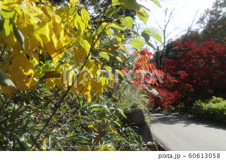 はぜ:紅葉:山田池公園:もみじ谷 はぜ:紅葉:山田池公園:もみじ谷 60613058