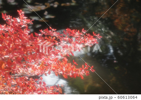 ドウダンツツジ:紅葉:山田池公園:もみじ谷 ドウダンツツジ:紅葉:山田池公園:もみじ谷 60613064