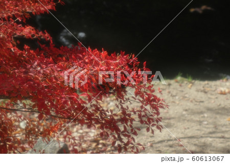 ドウダンツツジ:紅葉:山田池公園:もみじ谷 ドウダンツツジ:紅葉:山田池公園:もみじ谷 60613067