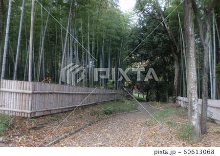 竹林：山田池公園：風景 60613068