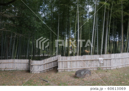 竹林：山田池公園：風景 60613069