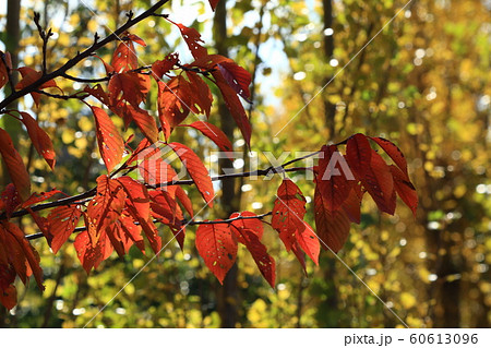 紅葉:桜の葉:淀川河川敷公園 紅葉:桜の葉:淀川河川敷公園 60613096