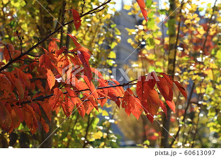 紅葉:桜の葉:淀川河川敷公園 紅葉:桜の葉:淀川河川敷公園 60613097