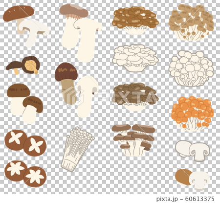 Illustration without main line arranging 17 kinds of mushrooms 60613375