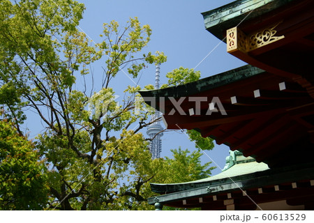 亀戸天神社の藤まつり　天神社とスカイツリー 60613529