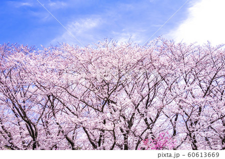 満開の桜と青空 60613669