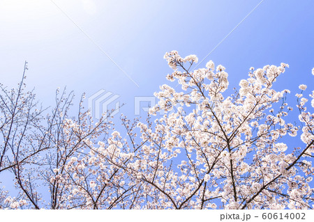 桜と青空 桜と青空 60614002