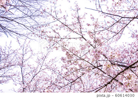 満開の桜 満開の桜 60614030
