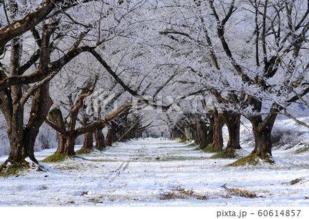 霧氷で桜が満開のような冬の桜並木 60614857
