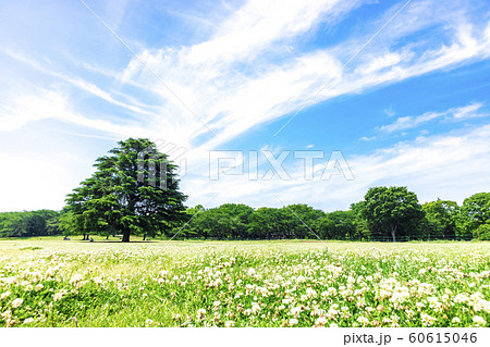 緑と青空と花畑の広がる風景の写真素材