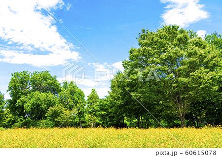 緑と青空と花畑の広がる風景の写真素材