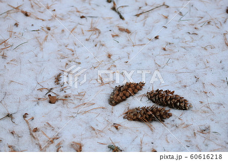 雪 マツボックリ 松葉 冬の森 雪 マツボックリ 松葉 冬の森 60616218
