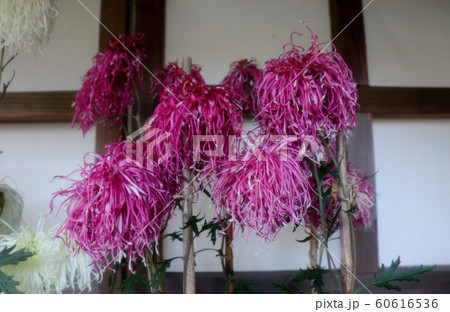 古典菊展:嵯峨菊:丁子菊:懸崖菊:江戸菊:盆栽菊 古典菊展:嵯峨菊:丁子菊:懸崖菊:江戸菊:盆栽菊 60616536
