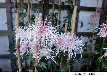 古典菊展:嵯峨菊:丁子菊:懸崖菊:江戸菊:盆栽菊 古典菊展:嵯峨菊:丁子菊:懸崖菊:江戸菊:盆栽菊 60616537