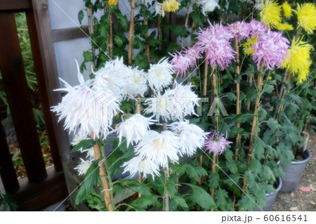 古典菊展:嵯峨菊:丁子菊:懸崖菊:江戸菊:盆栽菊 古典菊展:嵯峨菊:丁子菊:懸崖菊:江戸菊:盆栽菊 60616541