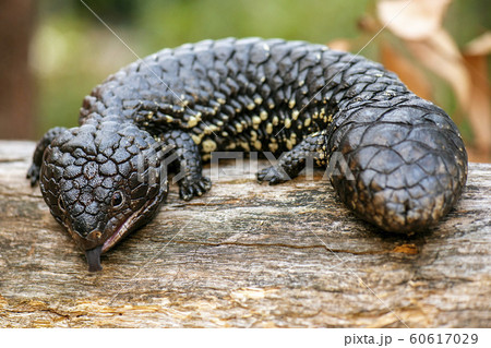 Shingleback also known as Tiliqua rugosa Shingleback also known as Tiliqua rugosa 60617029