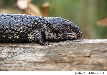 Shingleback also known as Tiliqua rugosa 60617031