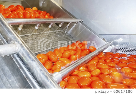 Red tomatoes fall into tanks filled with water to Red tomatoes fall into tanks filled with water to 60617180
