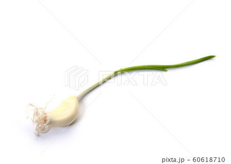 発芽ニンニク 発芽ニンニク 60618710