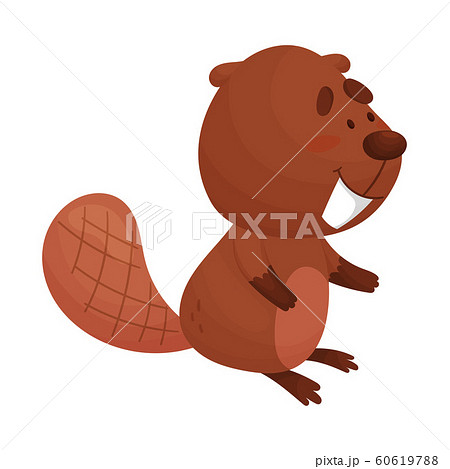 Cartoon Beaver Character Standing and Showing His Teeth Vector Illustration 60619788