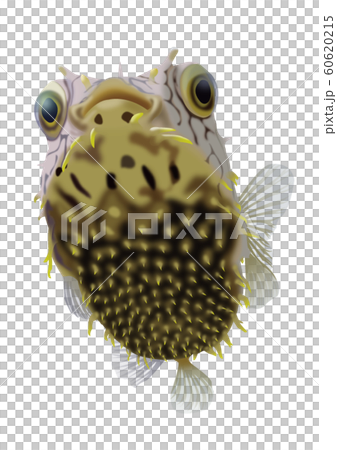 Web bar fish Web bar fish 60620215