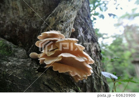 【梅雨と初秋】　トキイロヒラタケ 60620900