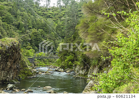 ニュージーランド　カランガハケ渓谷 60621134