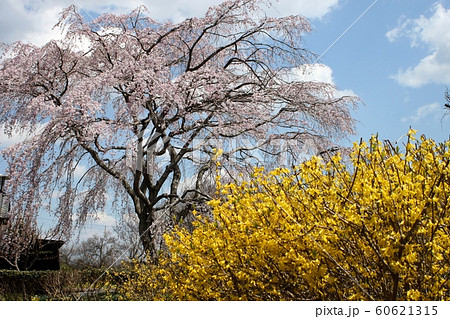 枝垂れ桜とレンギョウ 枝垂れ桜とレンギョウ 60621315