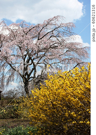 枝垂れ桜とレンギョウ 枝垂れ桜とレンギョウ 60621316