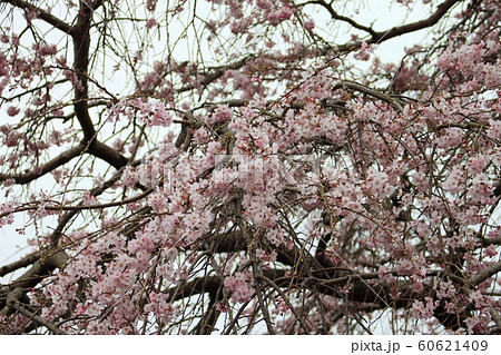 光明寺の枝垂れ桜 60621409