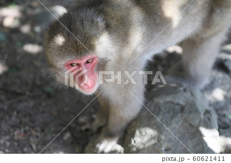 お猿の表情 お猿の表情 60621411