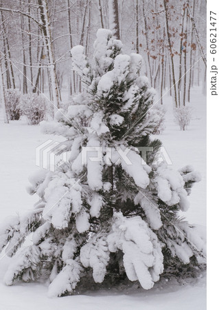 Pine trees under snow at the winter time Pine trees under snow at the winter time 60621477