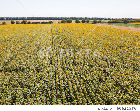 Aerial drone view of the sunflower field, green 60621586