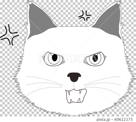 Angry white cat face 60622173