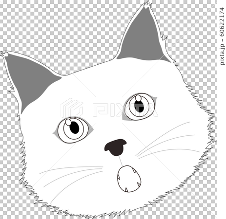 Surprised white cat face 60622174
